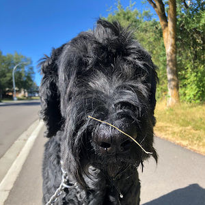 Meet your Posher, Bronwen